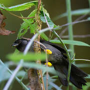 Yellow-thighed Brushfinch