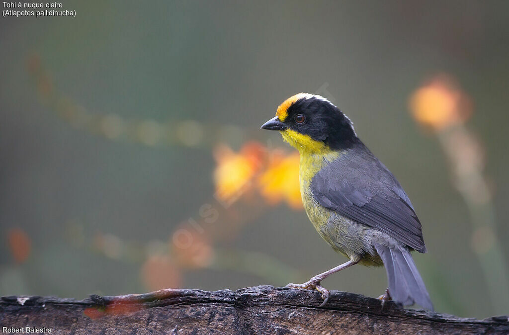 Pale-naped Brushfinch