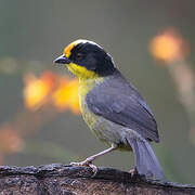 Pale-naped Brushfinch