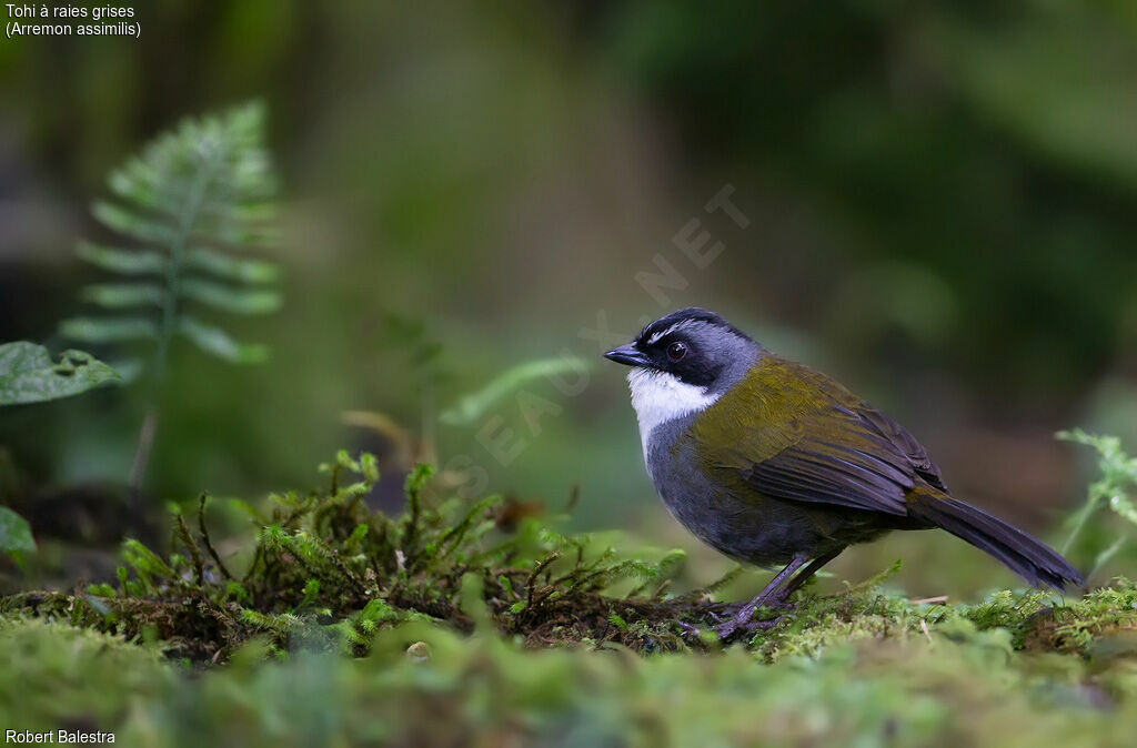 Grey-browed Brushfinch