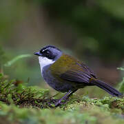 Grey-browed Brushfinch