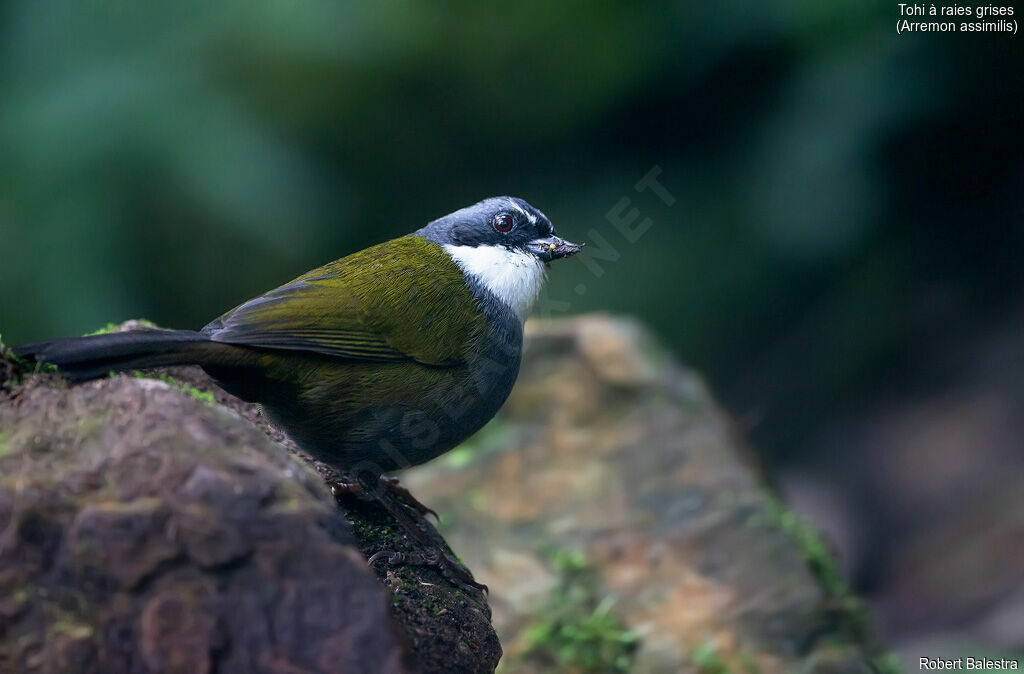 Grey-browed Brushfinch