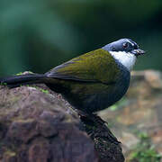 Grey-browed Brushfinch