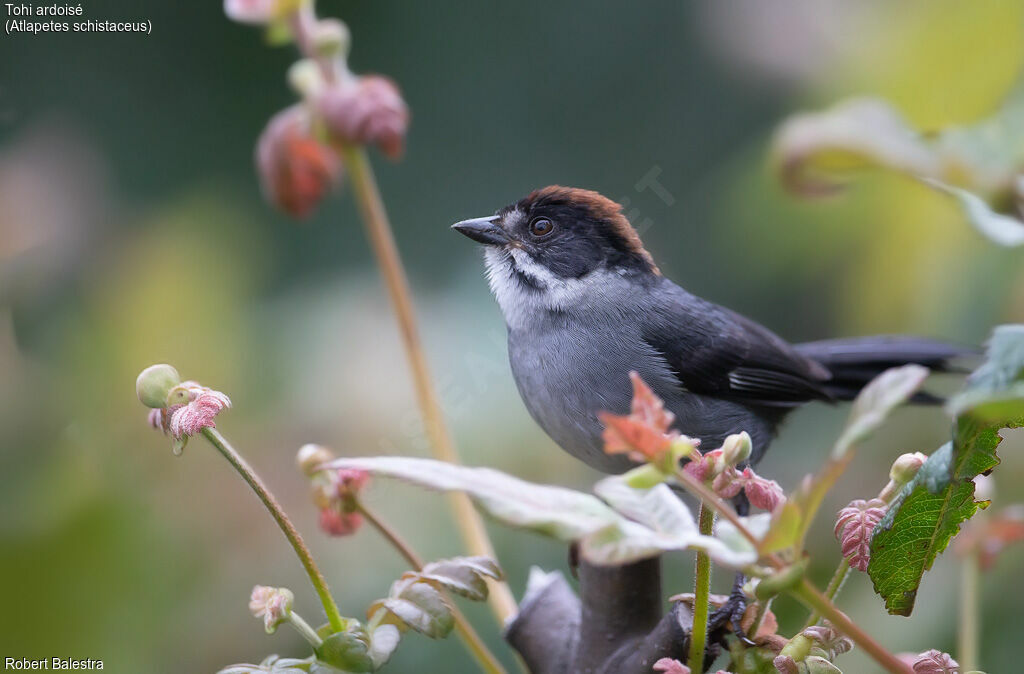 Slaty Brushfinch