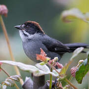 Slaty Brushfinch