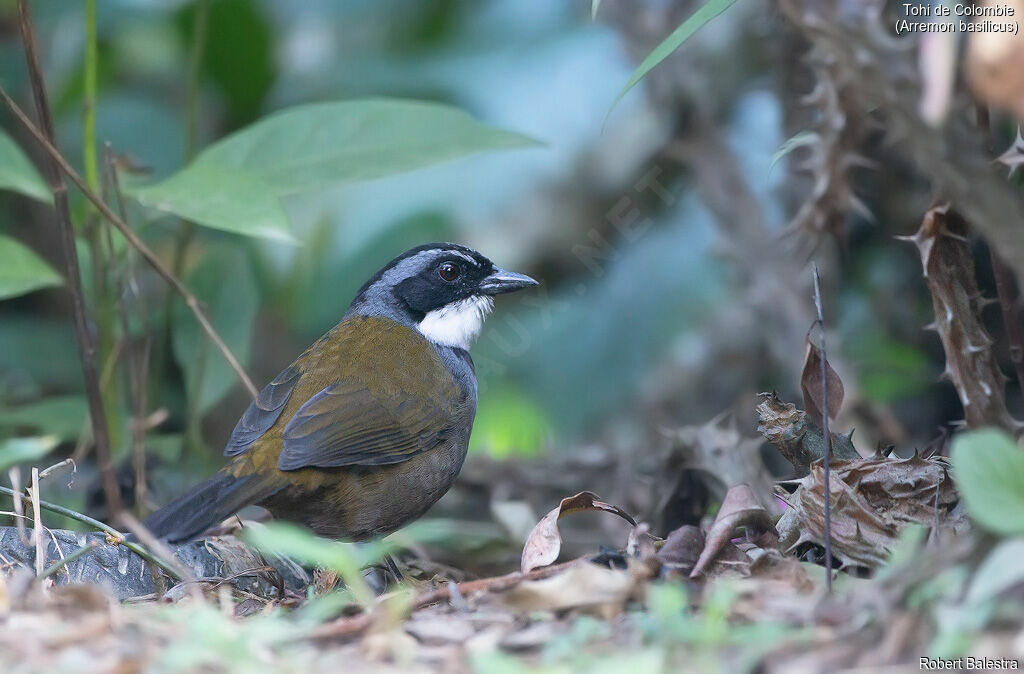 Sierra Nevada Brushfinch