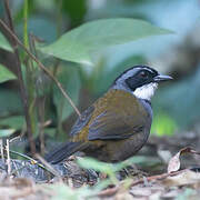 Sierra Nevada Brushfinch