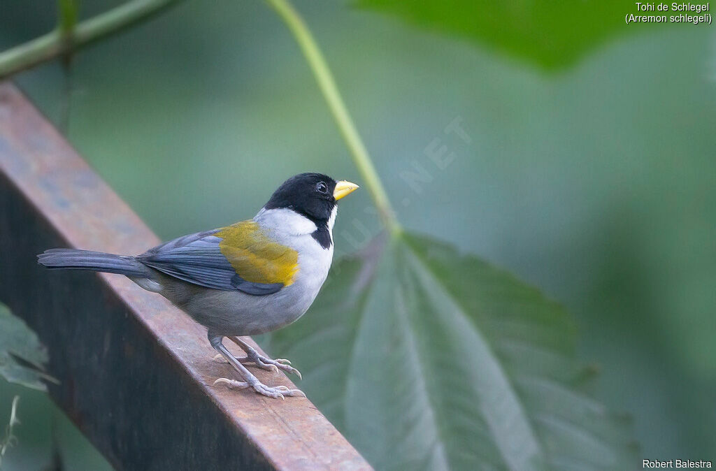 Golden-winged Sparrow