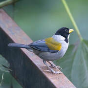 Golden-winged Sparrow