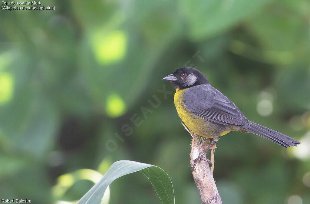 Santa Marta Brushfinch