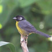 Santa Marta Brushfinch