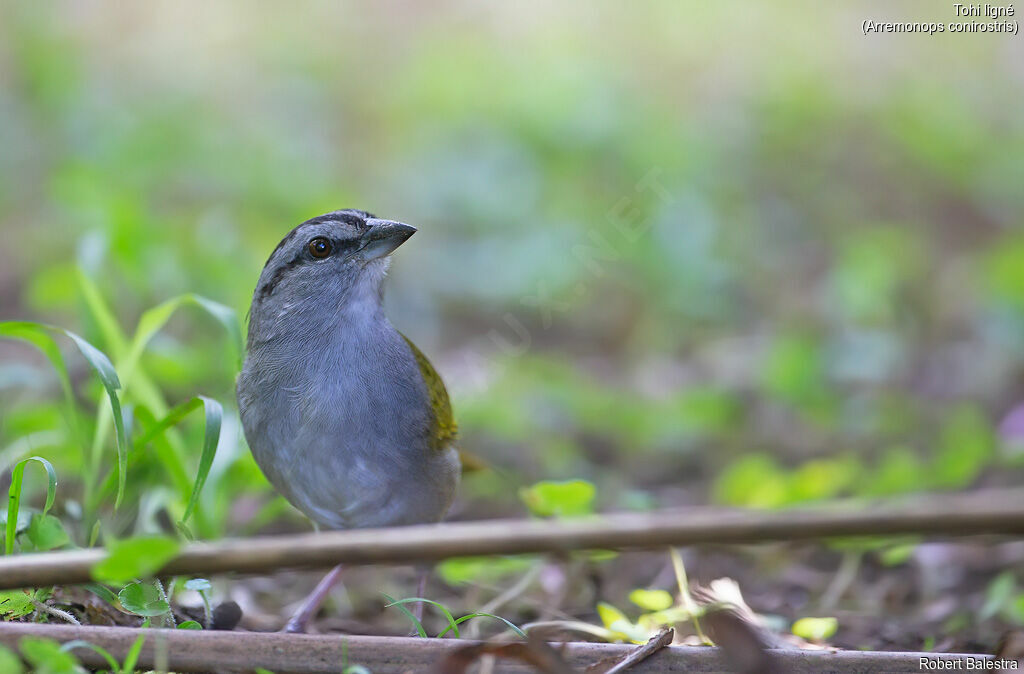 Black-striped Sparrow