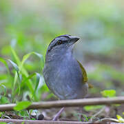 Black-striped Sparrow