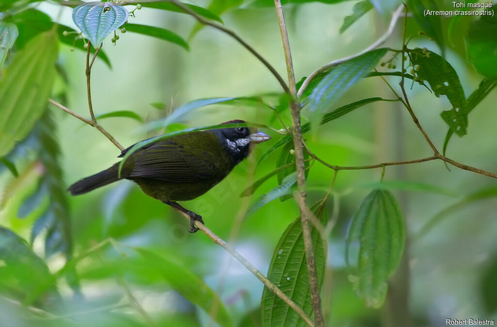 Sooty-faced Finch