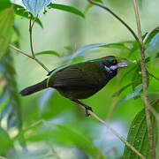 Sooty-faced Finch