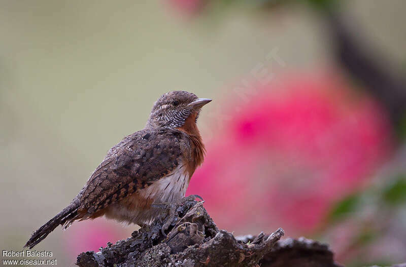 Red-throated Wryneckadult, identification