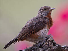 Red-throated Wryneck