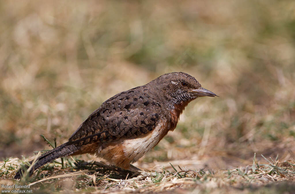 Red-throated Wryneckadult, eats