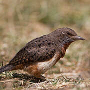 Red-throated Wryneck