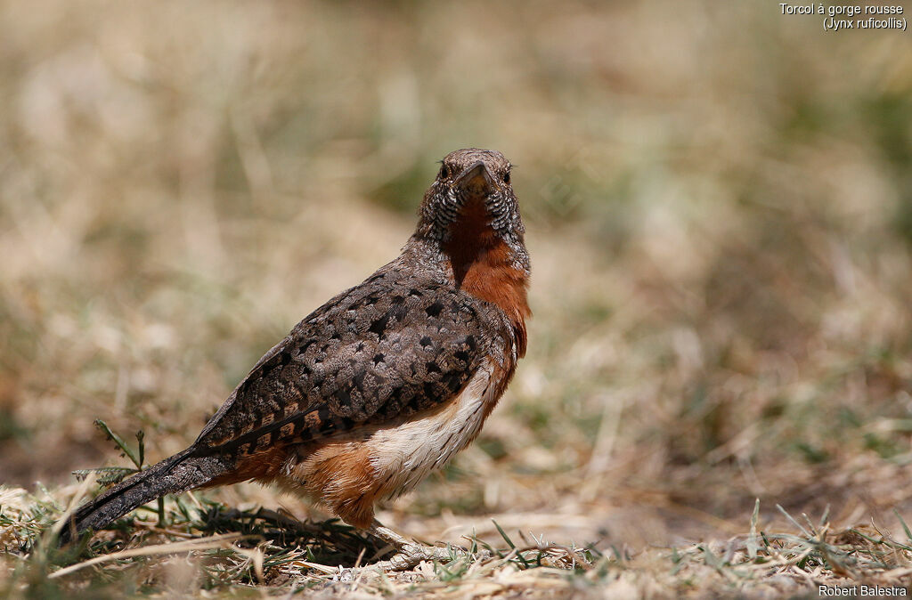 Red-throated Wryneck