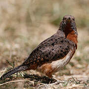 Red-throated Wryneck