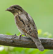 Eurasian Wryneck