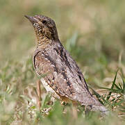 Eurasian Wryneck