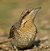 Eurasian Wryneck