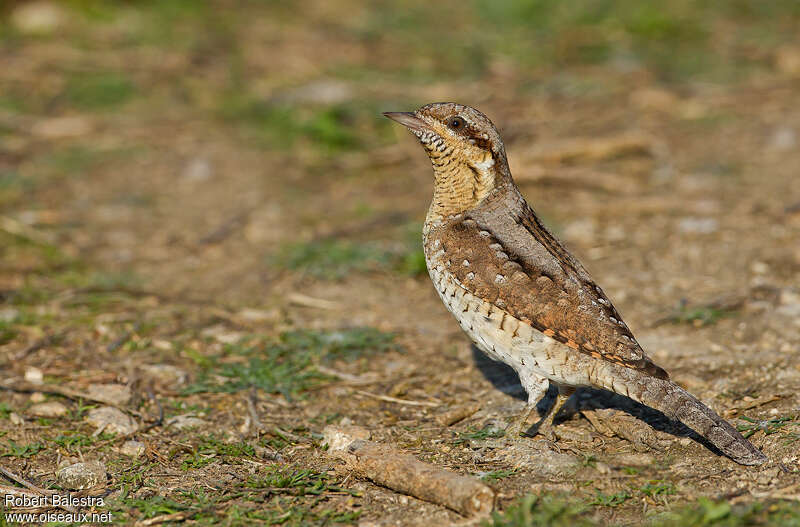 Eurasian Wryneck