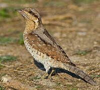 Eurasian Wryneck