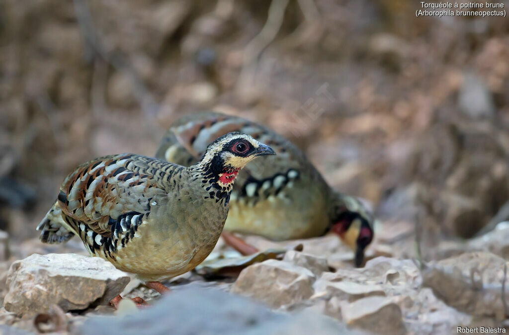 Bar-backed Partridge