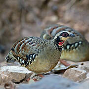 Bar-backed Partridge