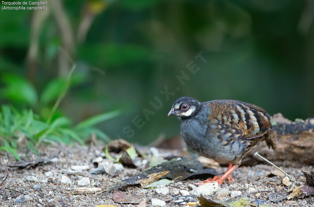 Malaysian Partridge