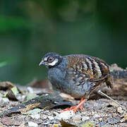 Malayan Partridge