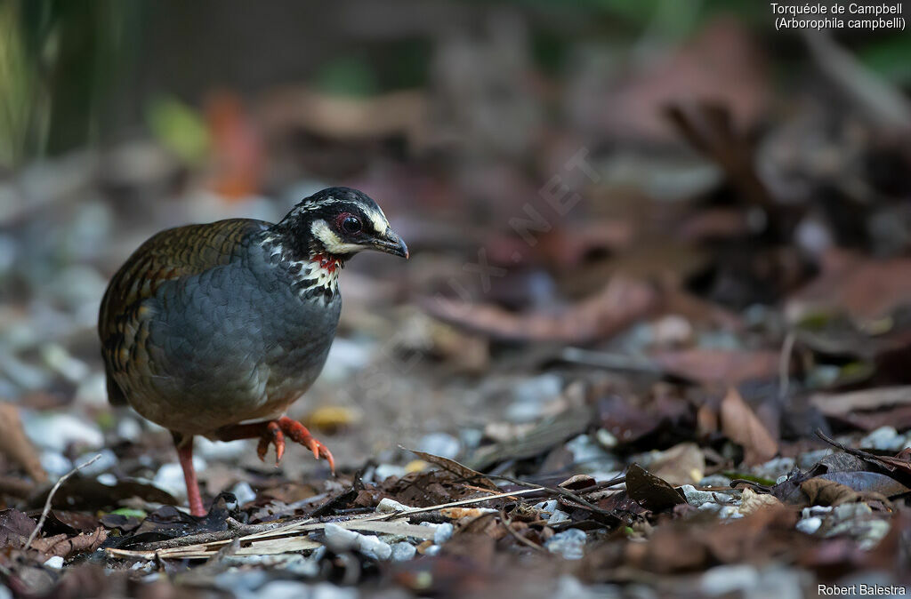 Malaysian Partridge