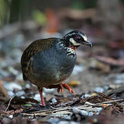 Malayan Partridge