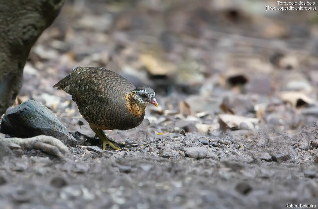 Green-legged Partridge