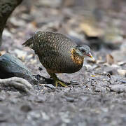 Green-legged Partridge