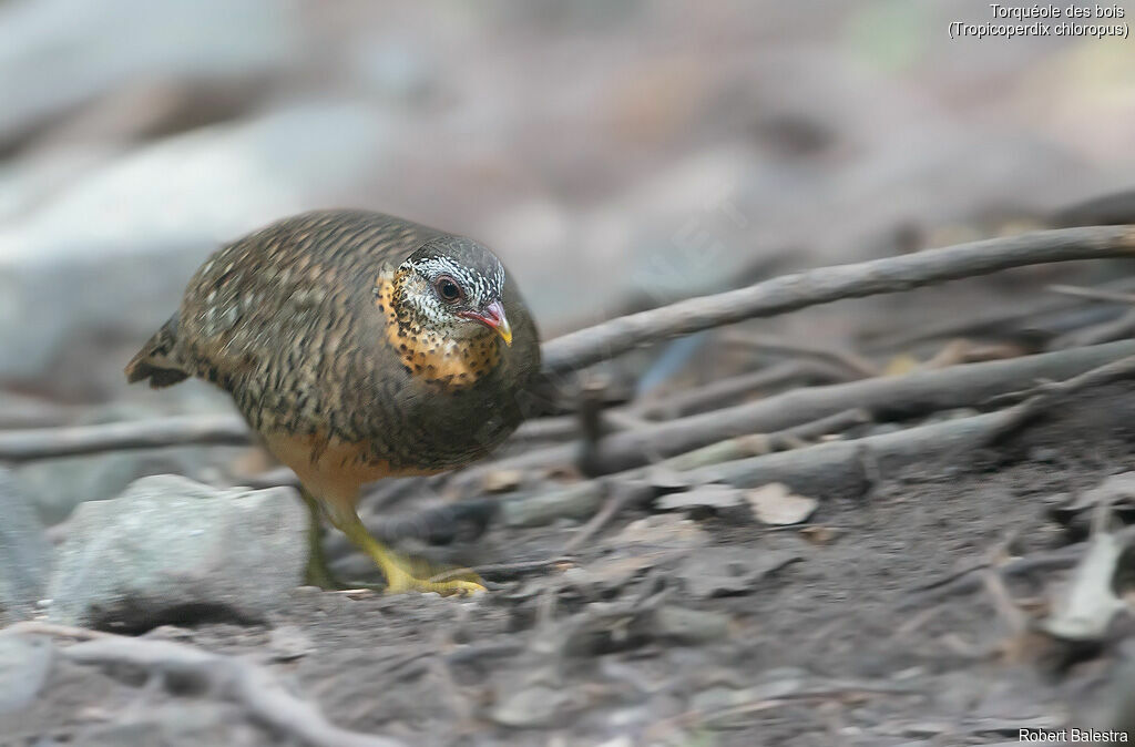 Green-legged Partridge