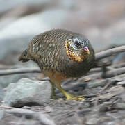 Green-legged Partridge