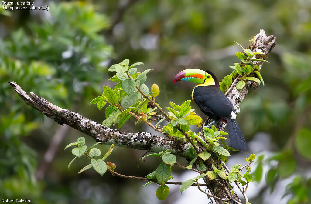 Toucan à carène