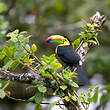 Toucan à carène