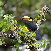 Keel-billed Toucan