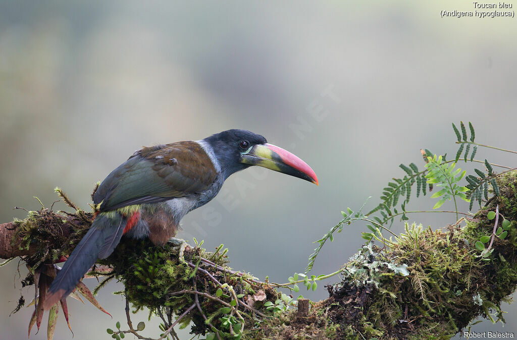 Grey-breasted Mountain Toucan