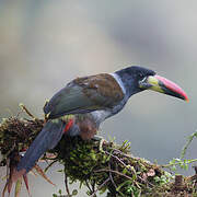 Grey-breasted Mountain Toucan