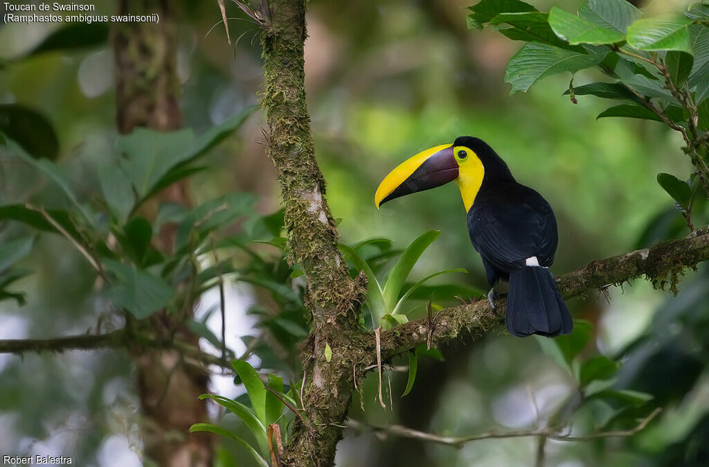 Yellow-throated Toucan (swainsonii)