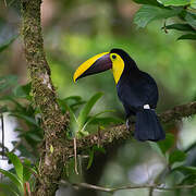 Yellow-throated Toucan (swainsonii)