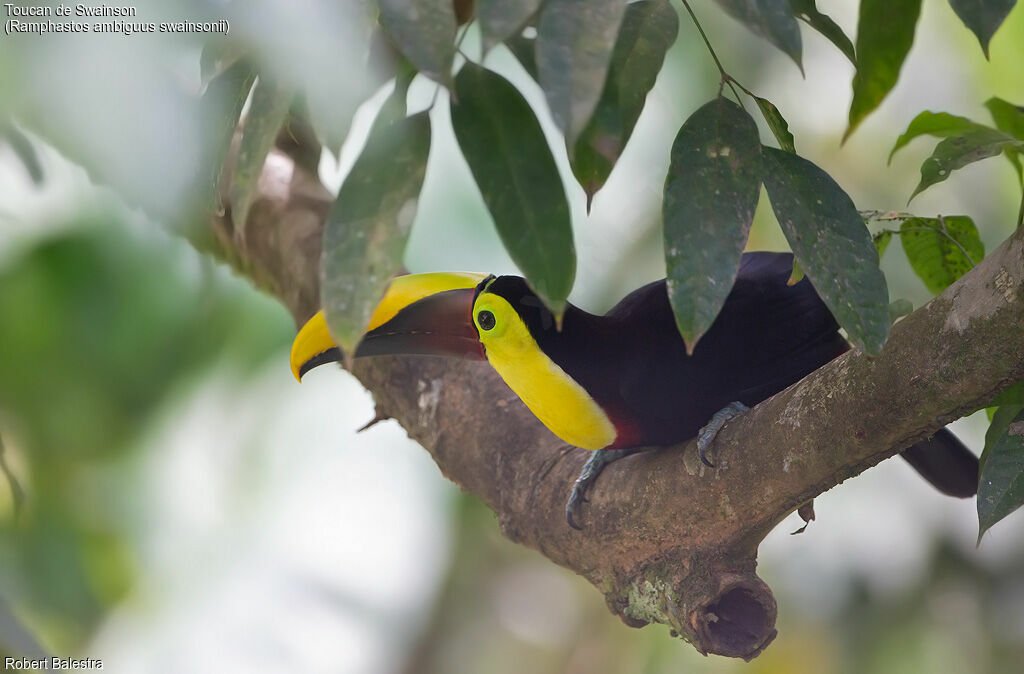 Yellow-throated Toucan (swainsonii)