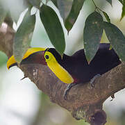 Yellow-throated Toucan (swainsonii)