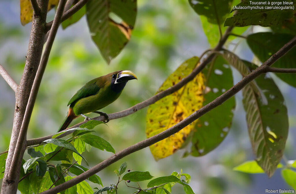 Blue-throated Toucanet